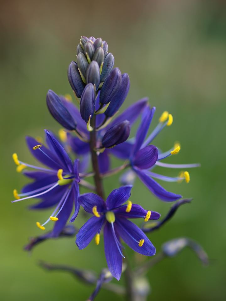 Camassia