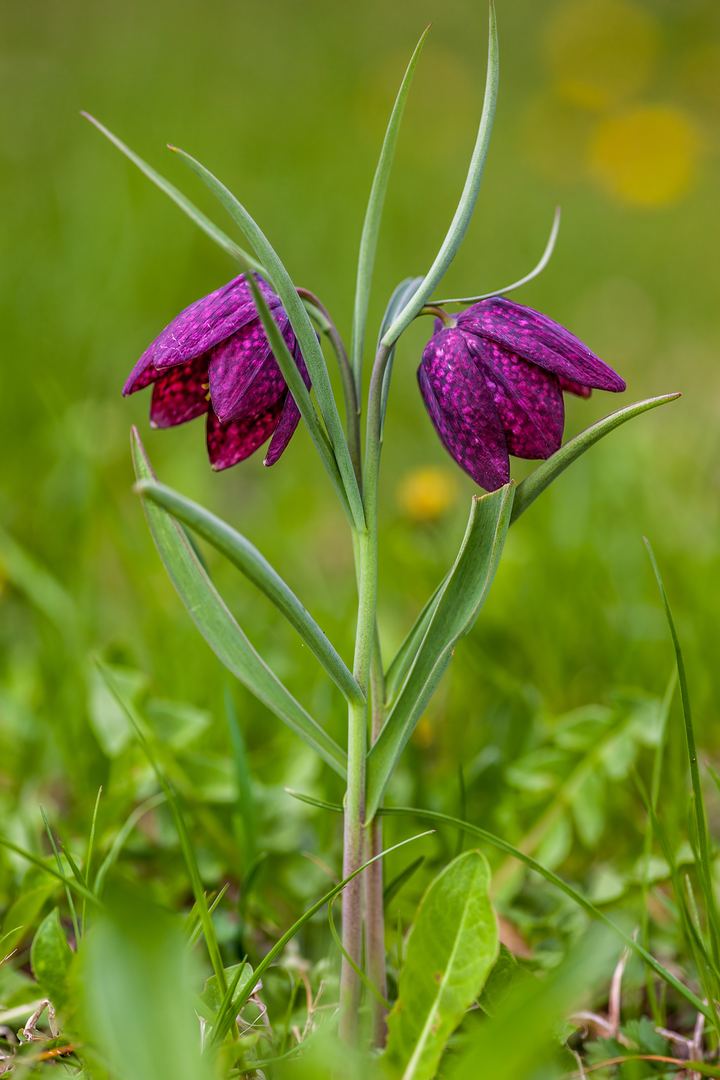 Fritillary