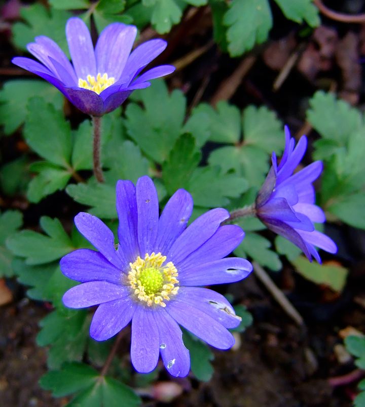 Anemone (Spring)