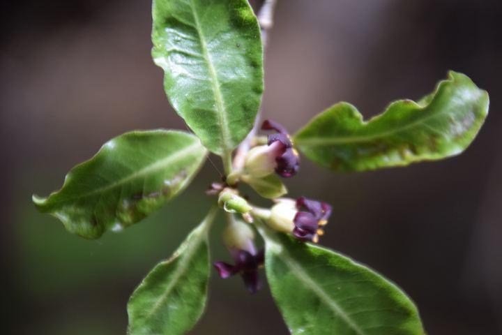 Pittosporum
