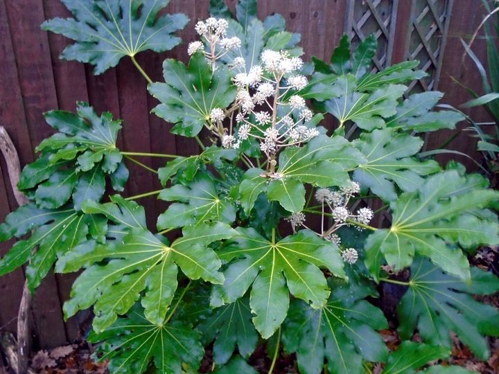 Fatsia