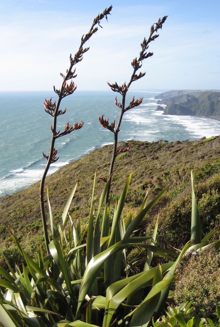 Phormium (New Zealand Flax)