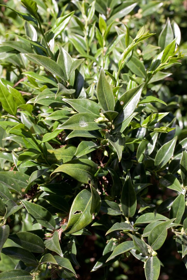 Sarcococca (Christmas Box)