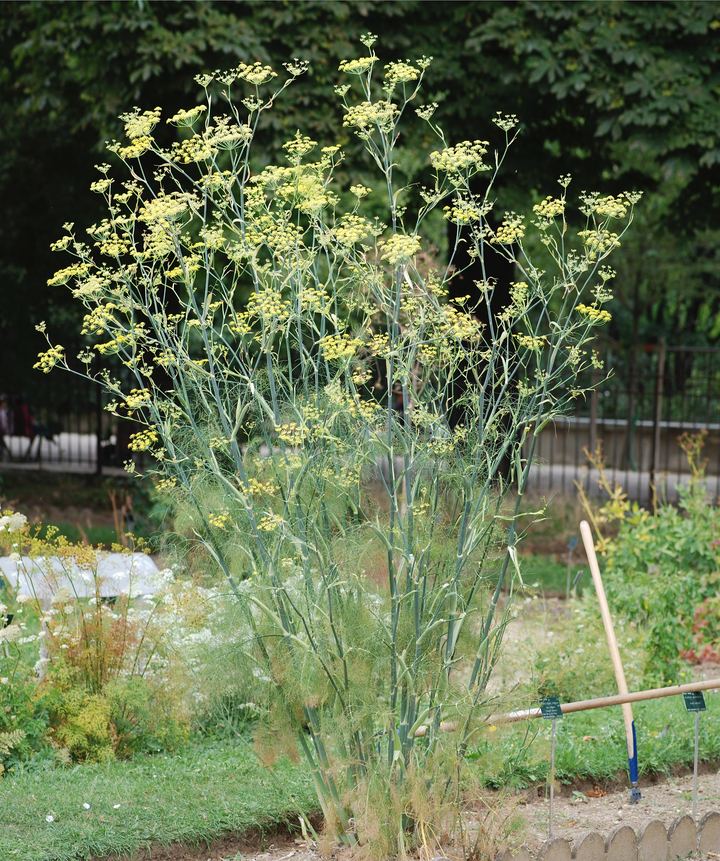 Fennel
