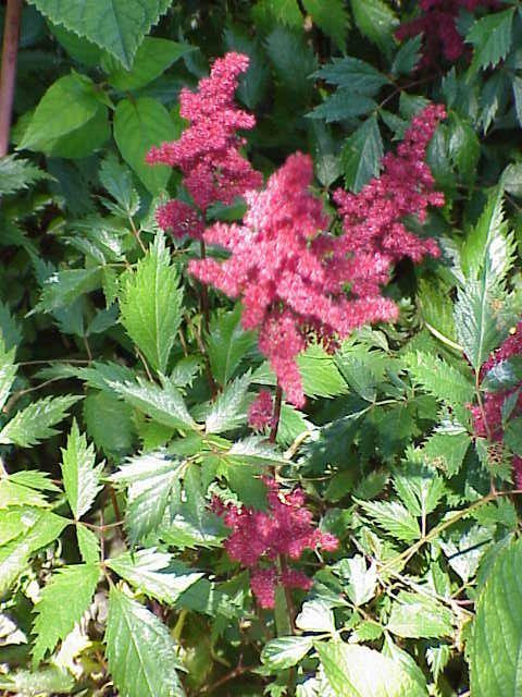 Astilbe (Tall)