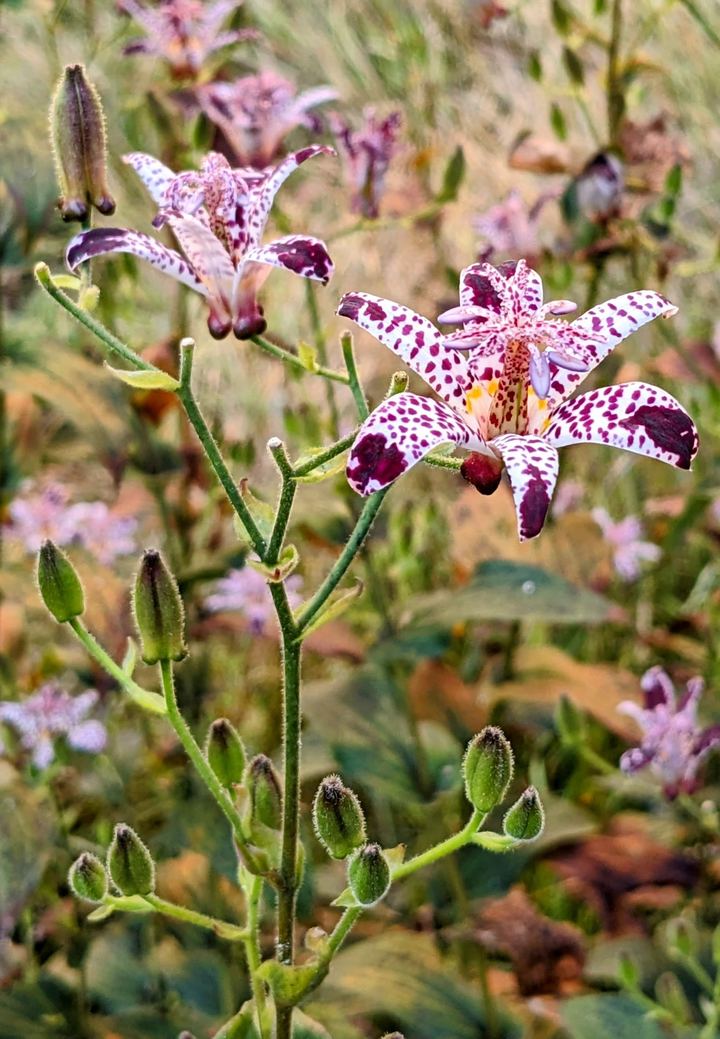 Toad Lily