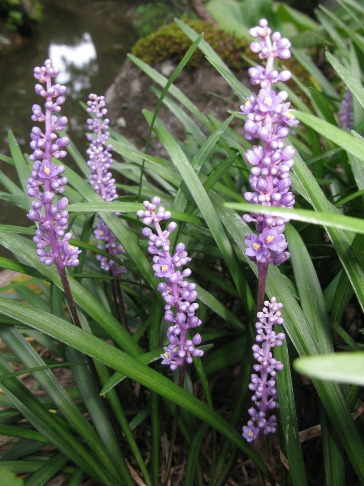 Liriope